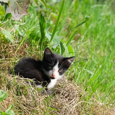 La Casa De Camelias 3* Busto