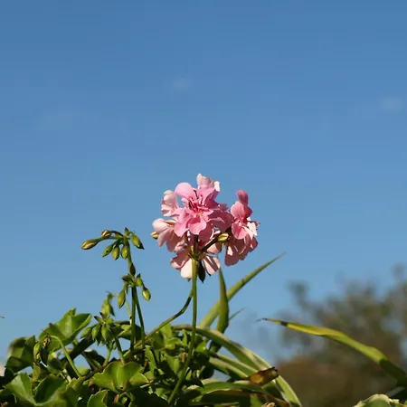 La Casa De Camelias