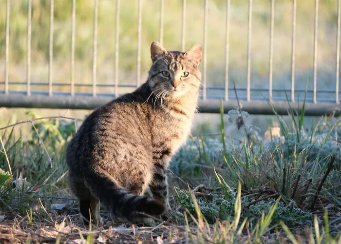 La Casa De Camelias Hotel 3*