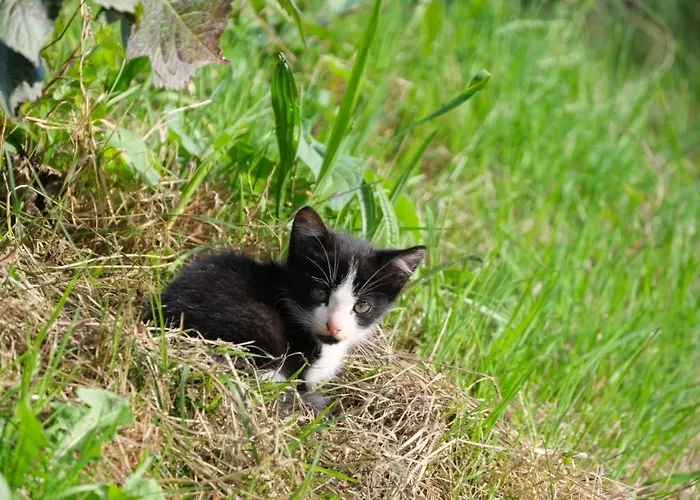 La Casa De Camelias 3* Busto