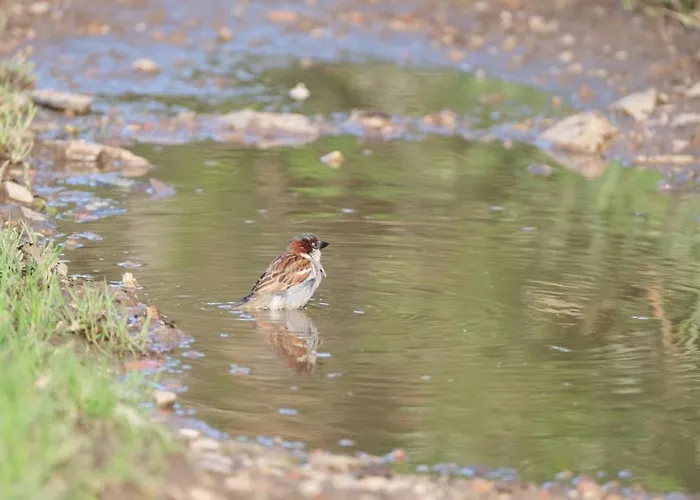 La Casa De Camelias Hotel 3*